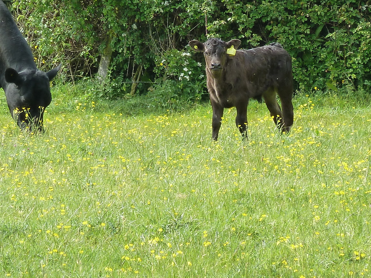 New born calf